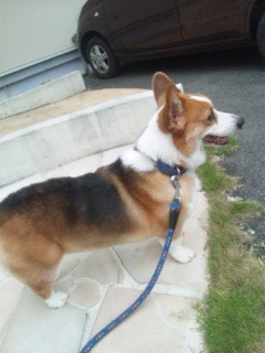 バンちゃん 山形市 ペットサロン わんニャンシャンプー