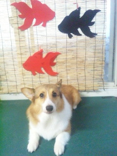 真由ちゃん 山形市 ペットサロン わんニャンシャンプー