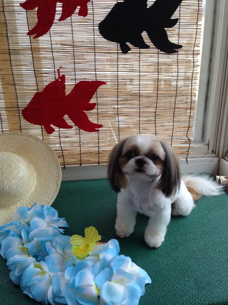 ココちゃん 山形市 ペットサロン わんニャンシャンプー