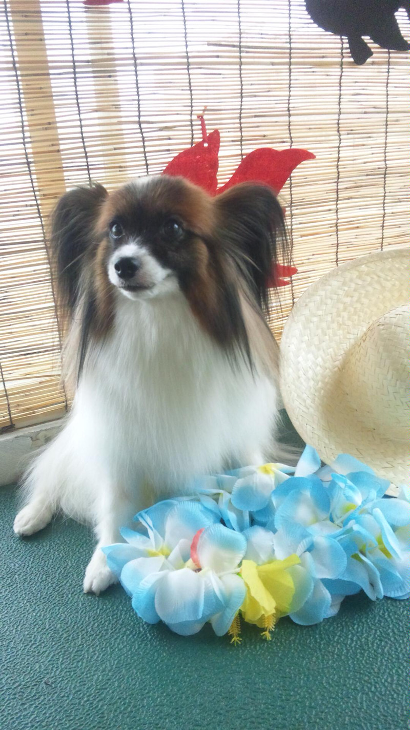 クリスちゃん 山形市 ペットサロン わんニャンシャンプー