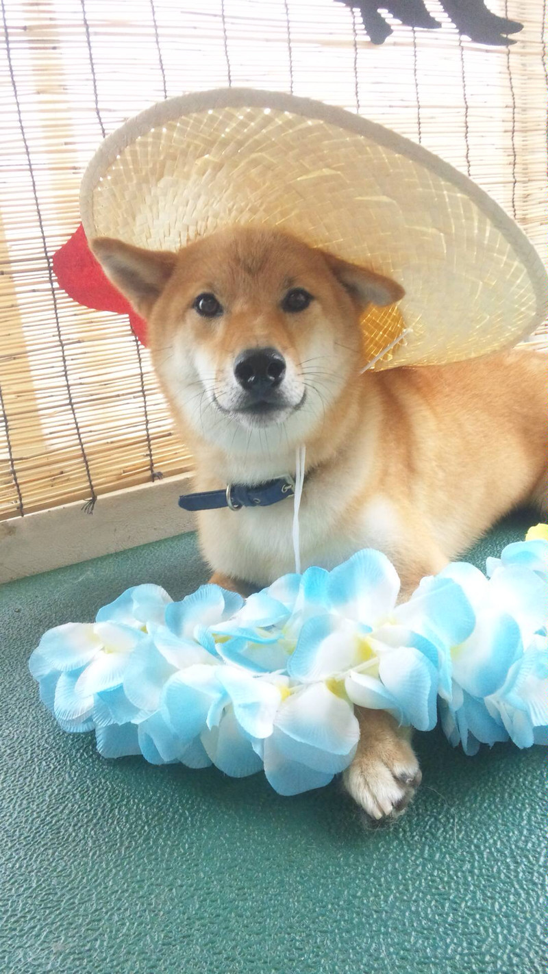 リキちゃん 山形市 ペットサロン わんニャンシャンプー