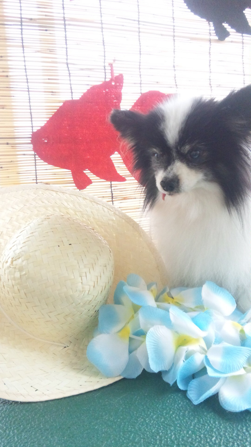 じゅりちゃん 山形市 ペットサロン わんニャンシャンプー