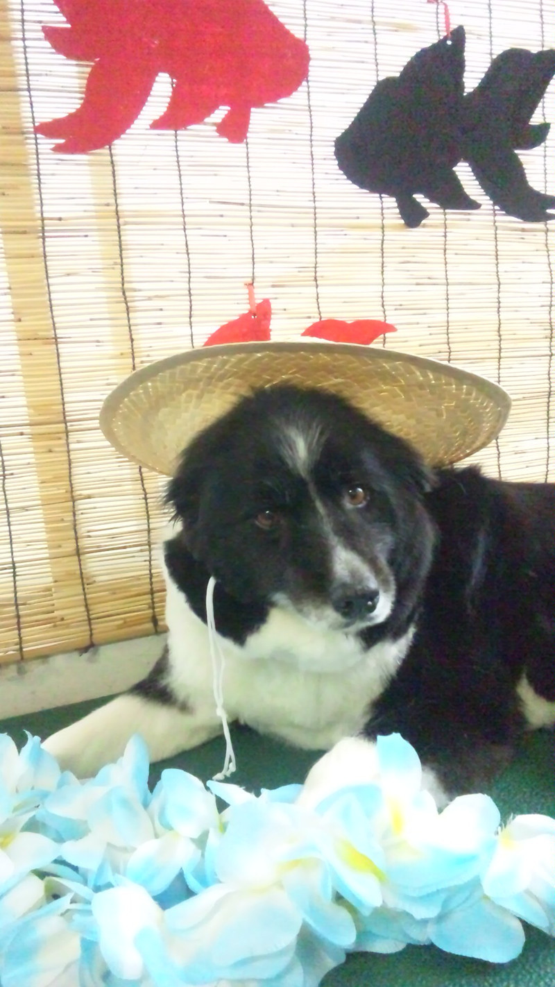 チェリーちゃん 山形市 ペットサロン わんニャンシャンプー