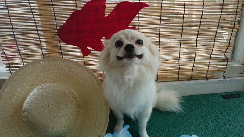 ましろうちゃん 山形市 ペットサロン わんニャンシャンプー