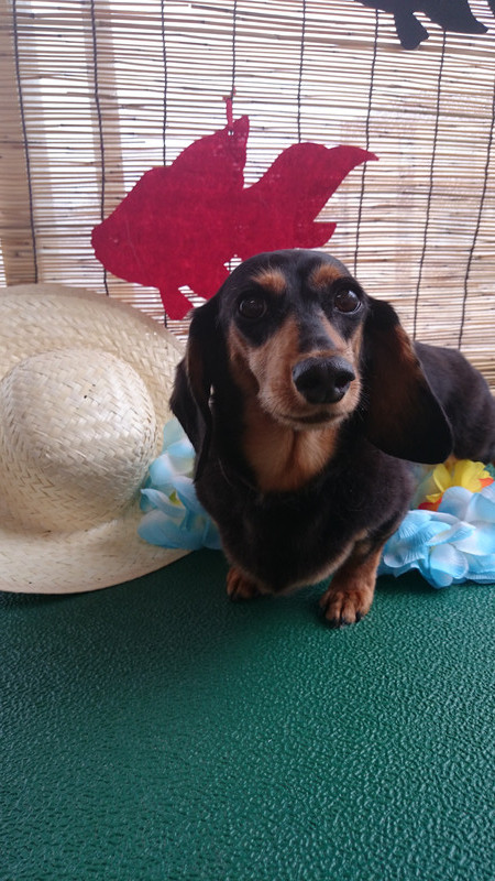 リクちゃん 山形市 ペットサロン わんニャンシャンプー