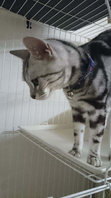 シーサー わんニャンシャンプー 山形市 ペットホテル わんニャンシャンプー