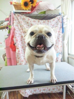 あぴちゃん 山形市 ペットサロン わんニャンシャンプー