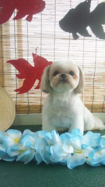 シーちゃん&ベイリーちゃん 山形市 ペットサロン わんニャンシャンプー