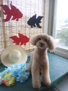 ショコラちゃん 山形市 ペットサロン わんニャンシャンプー