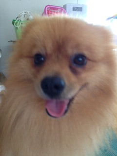 くりちゃん 山形市 ペットサロン わんニャンシャンプー