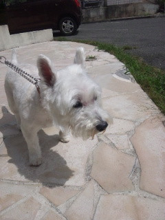 チロちゃん 山形市 ペットサロン わんニャンシャンプー