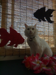 チャチャちゃん 山形市 ペットサロン わんニャンシャンプー