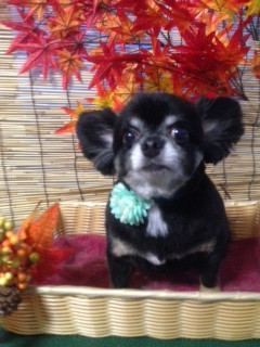 シーちゃん アルトちゃん 山形市 ペットサロン わんニャンシャンプー