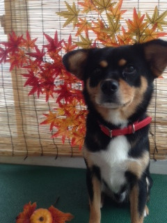 カンタロウちゃん 山形市 ペットサロン わんニャンシャンプー