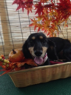 クーちゃん 山形市 ペットサロン わんニャンシャンプー