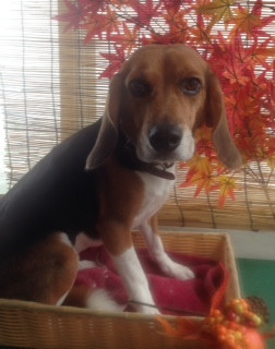 リッキーちゃん 山形市 ペットサロン わんニャンシャンプー