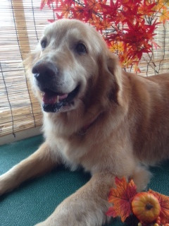 アルフォンスちゃん 山形市 ペットサロン わんニャンシャンプー