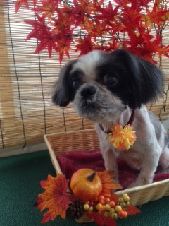 シーちゃん アルトちゃん 山形市 ペットサロン わんニャンシャンプー