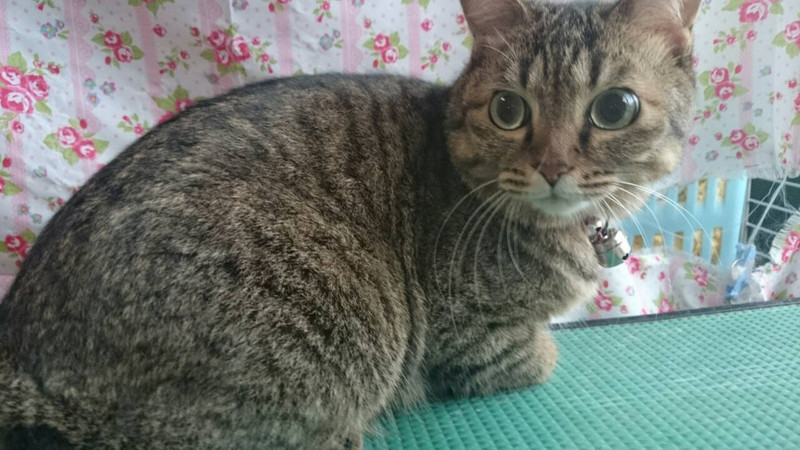 サスケちゃん ニャムサスちゃん 山形市 ペットサロン わんニャンシャンプー