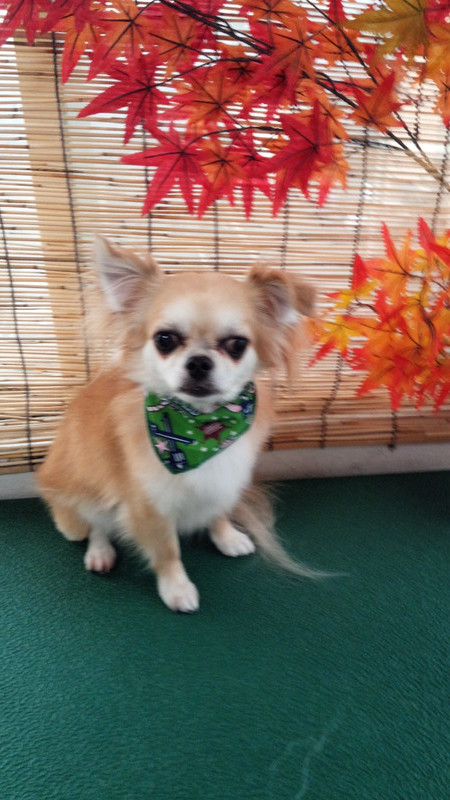 サスケちゃん ニャムサスちゃん 山形市 ペットサロン わんニャンシャンプー