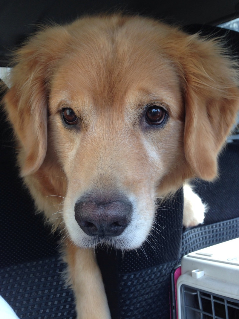 もみじちゃん&メイプルちゃん 山形市 ペットホテル わんニャンシャンプー