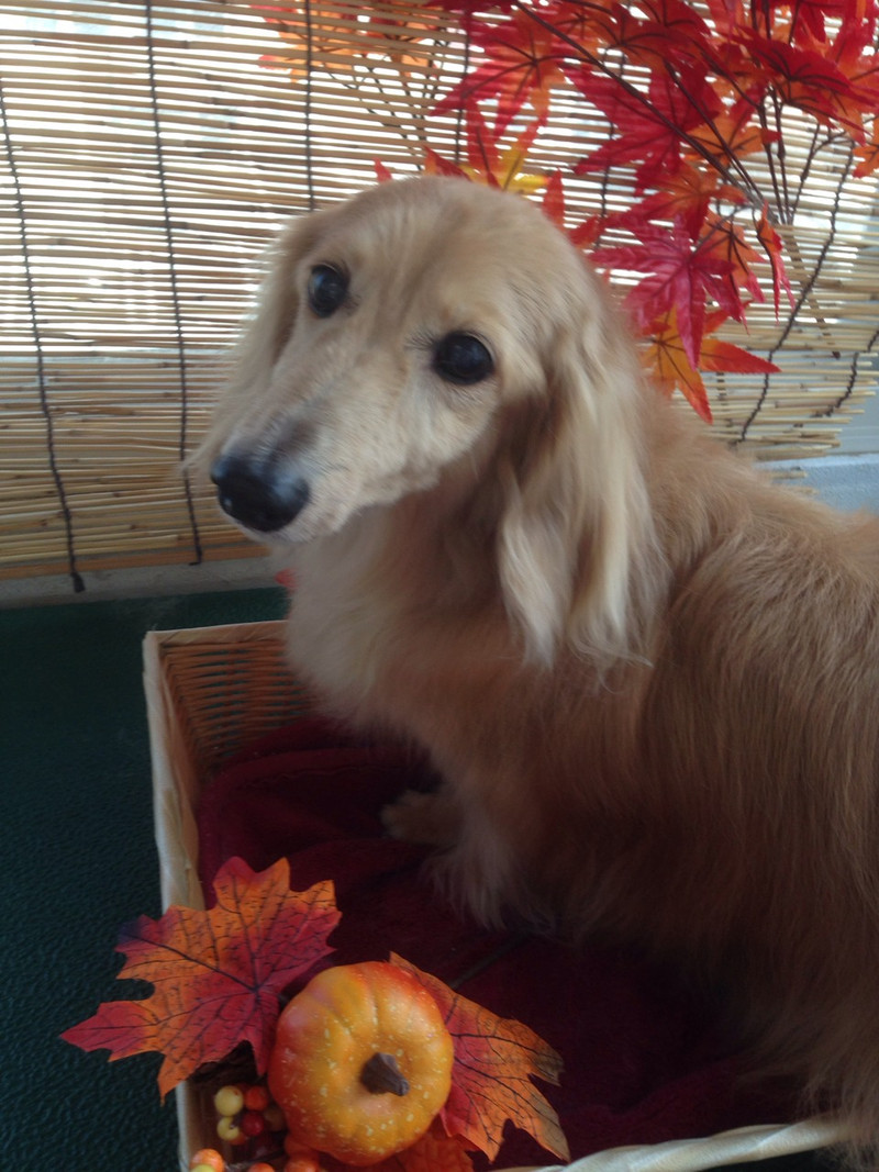 トロちゃん　山形市　ペットサロン　わんニャンシャンプー