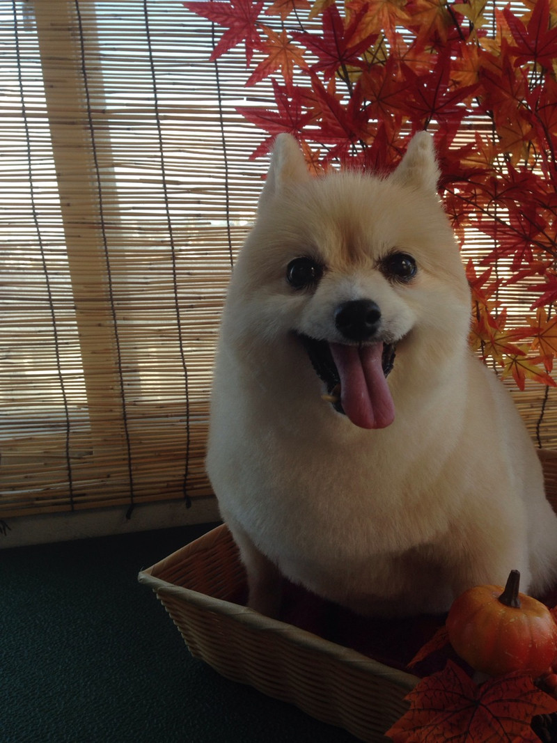 めいめいちゃん　山形市　ペットサロン　わんニャンシャンプー