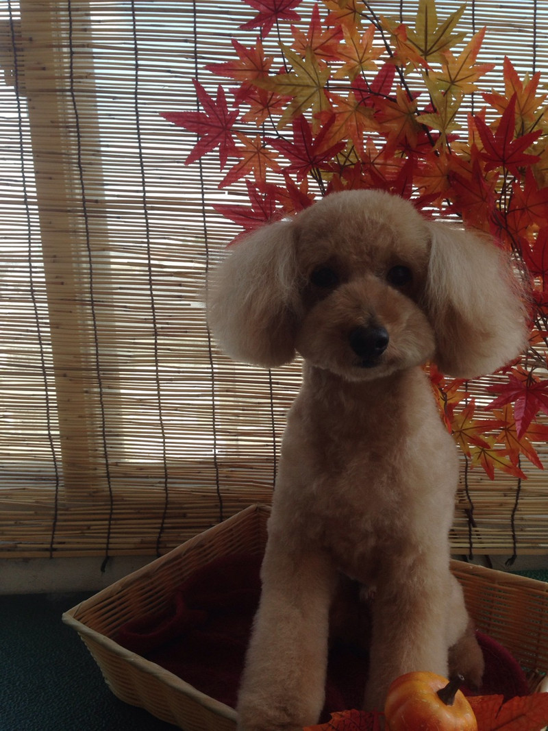 ショコラちゃん 山形市 ペットサロン わんニャンシャンプー