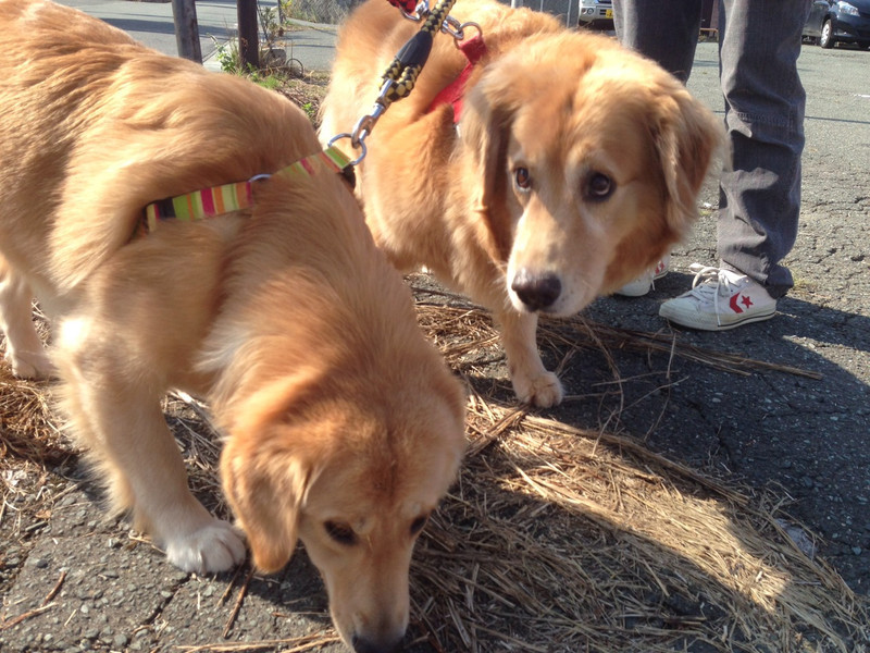 もみじちゃん&メイプルちゃん 山形市 ペットホテル わんニャンシャンプー