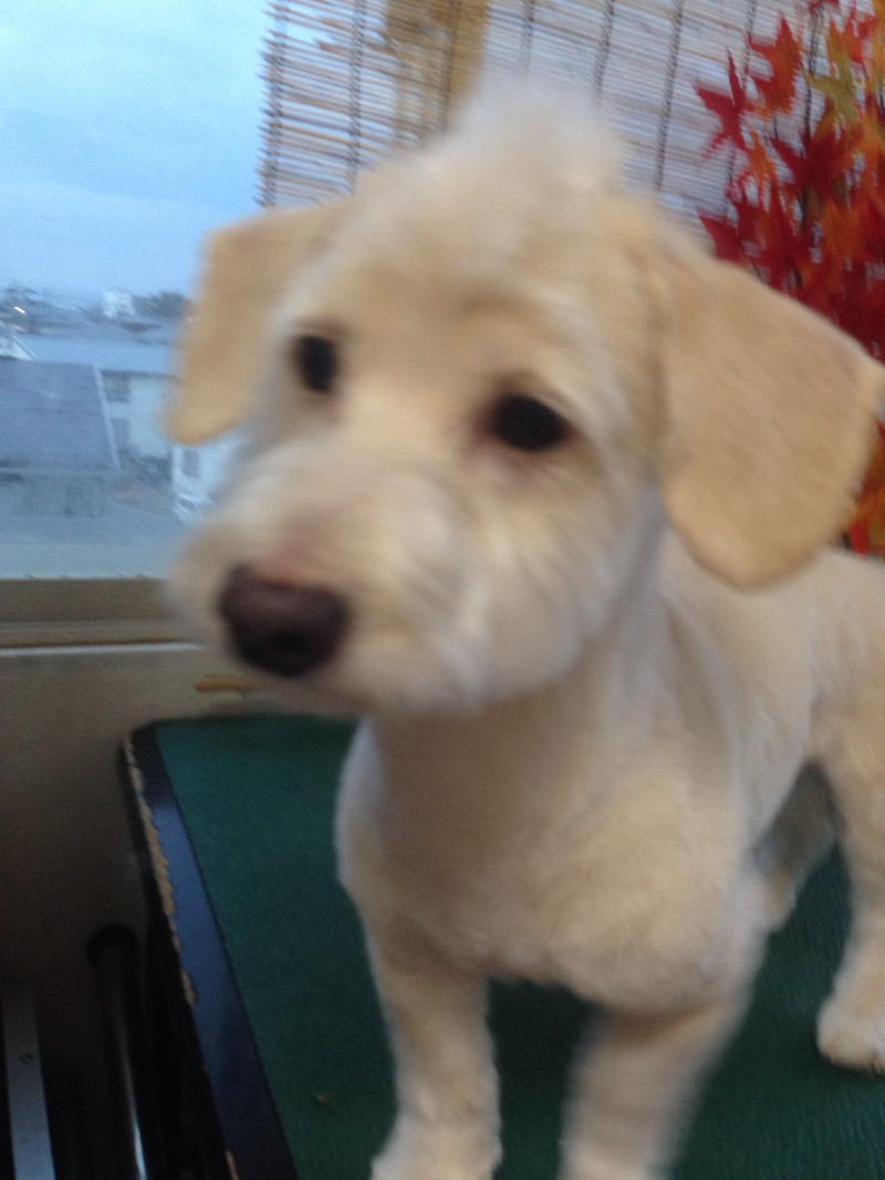 ジルちゃん　ジャックちゃん　山形市　ペットサロン　わんニャンシャンプー