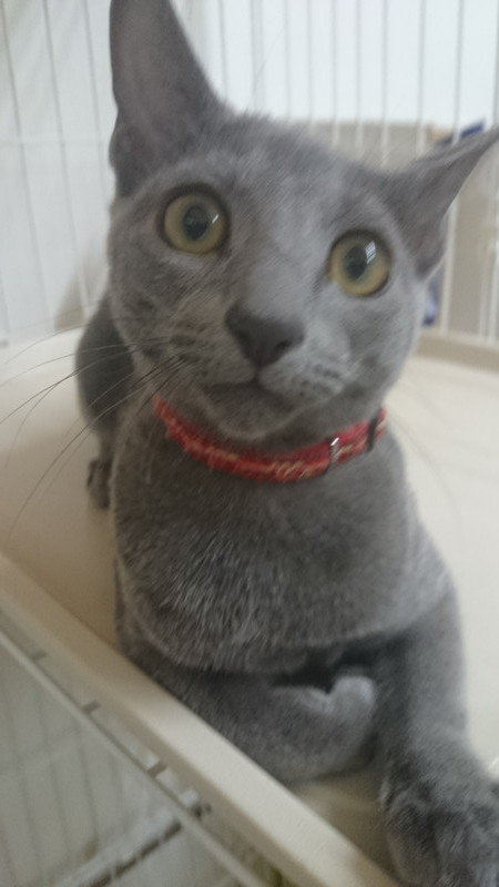 ロイちゃん 山形市 ペットホテル わんニャンシャンプー