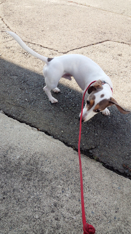 ぽちっとちゃん　山形市　ペットホテル　わんニャンシャンプー