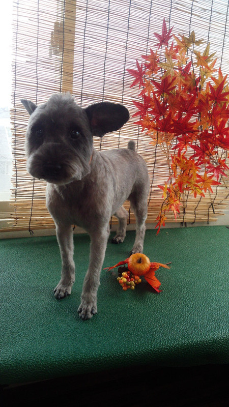 ジルちゃん　ジャックちゃん　山形市　ペットサロン　わんニャンシャンプー