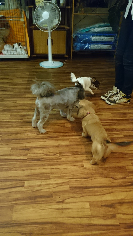 ルナちゃん&ゴローちゃん&チョコちゃん 山形市 ペットホテル わんニャンシャンプー