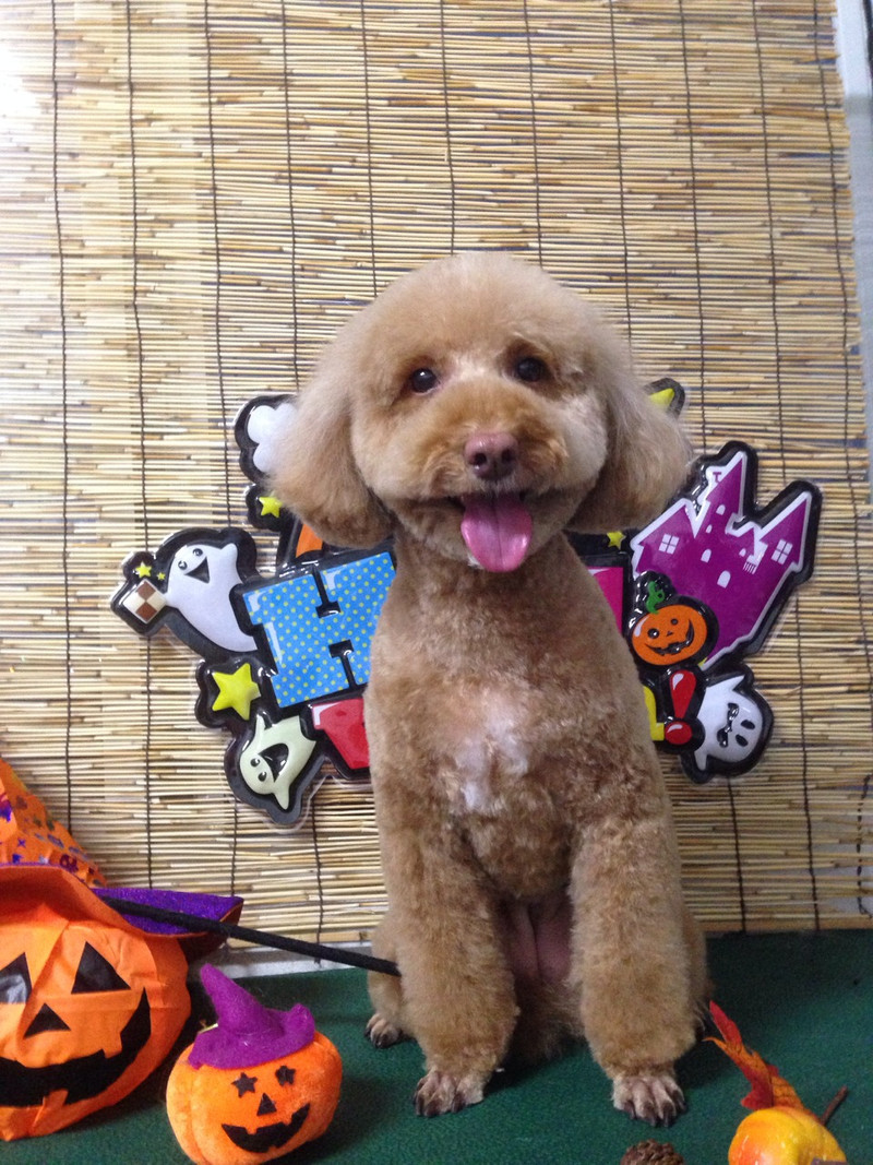 うにちゃん 山形市 ペットサロン わんニャンシャンプー