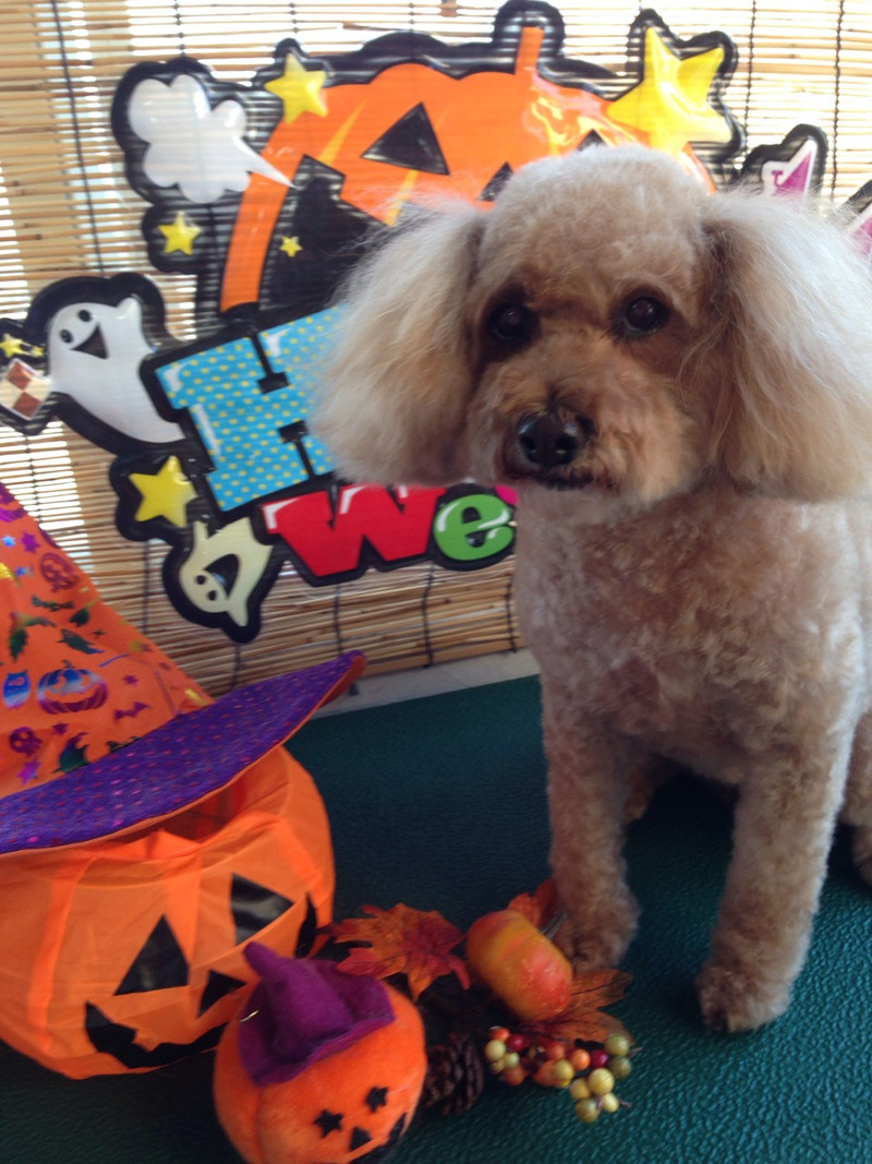 ノルドちゃん 山形市 ペットサロン わんニャンシャンプー