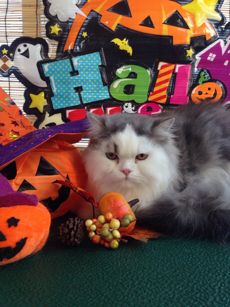 おうじちゃん&ひめちゃん 山形市 ペットサロン わんニャンシャンプー