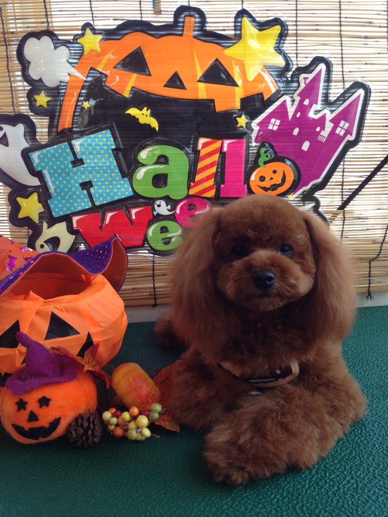 ハルちゃん 山形市 ペットサロン わんニャンシャンプー