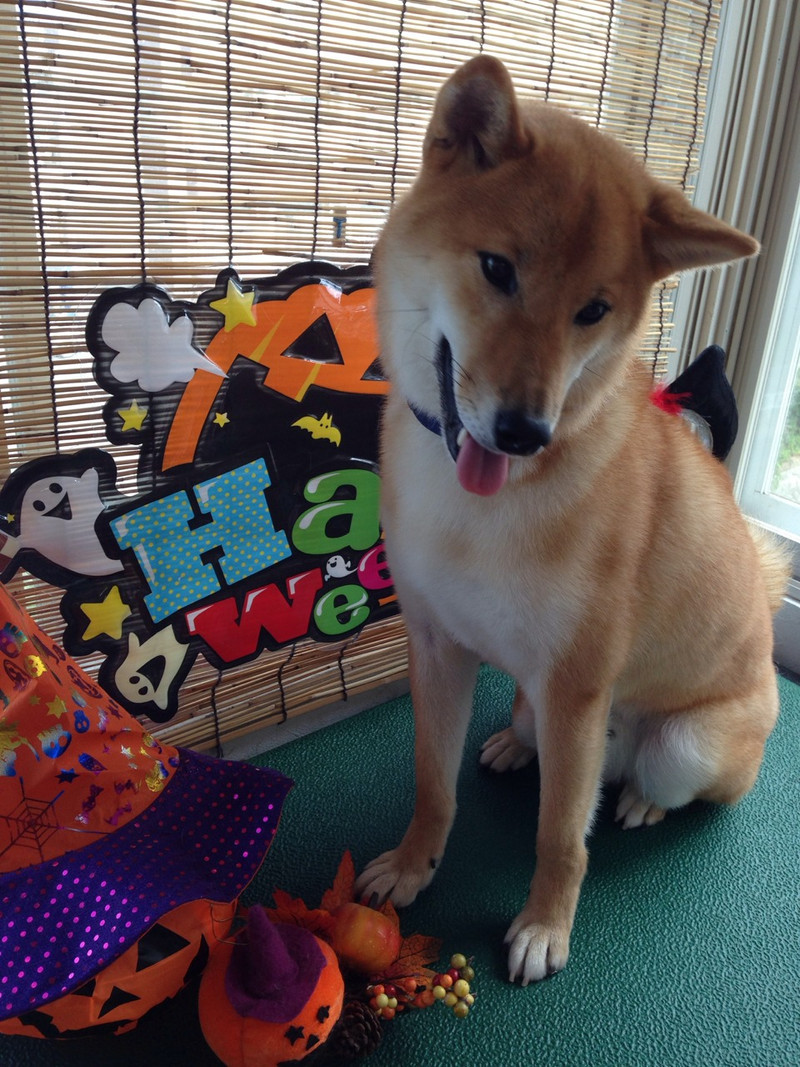 力ちゃん 山形市 ペットサロン わんニャンシャンプー