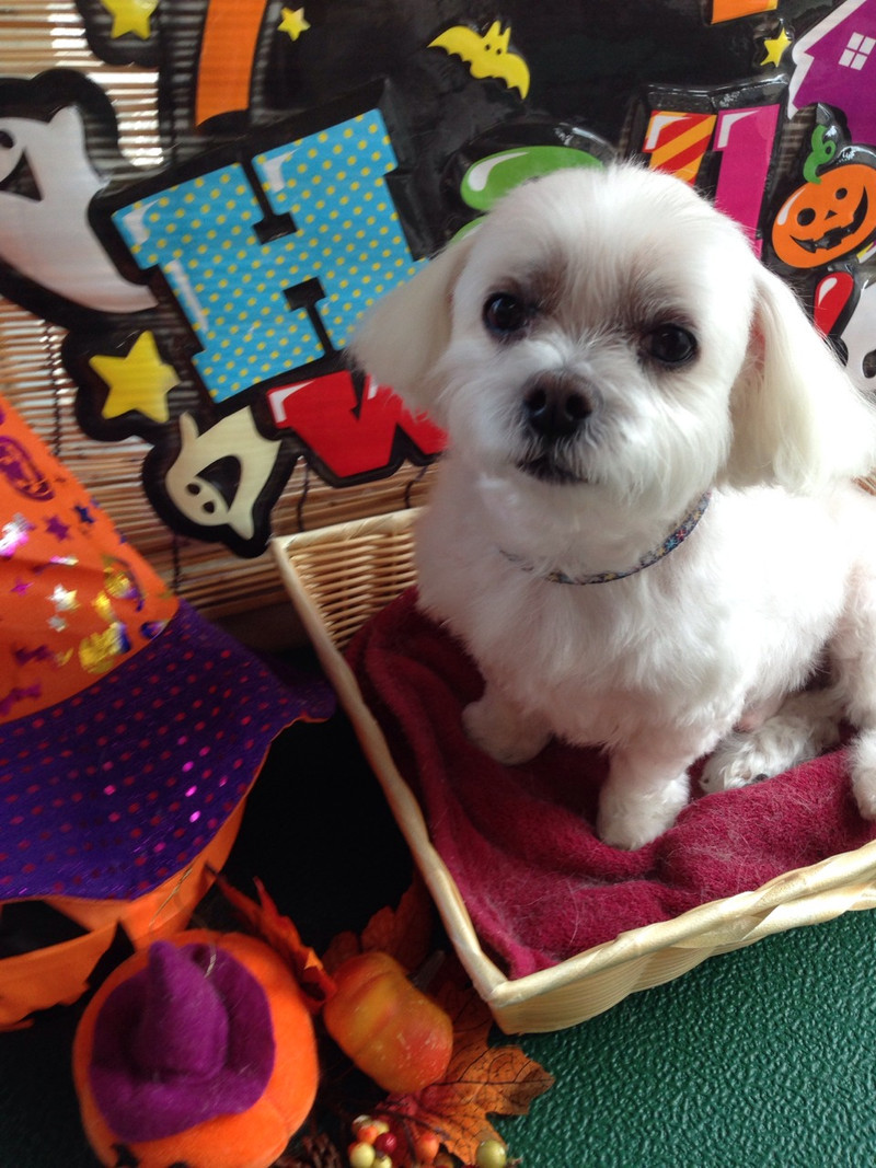 ヴェスタちゃん 山形市 ペットサロン わんニャンシャンプー