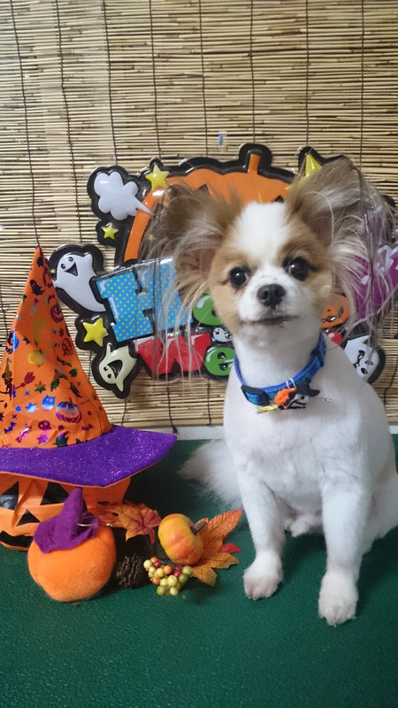 ナッツちゃん&マリンちゃん 山形市 ペットサロン わんニャンシャンプー