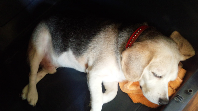 ハッピーちゃん 山形市ペットサロン わんニャンシャンプー