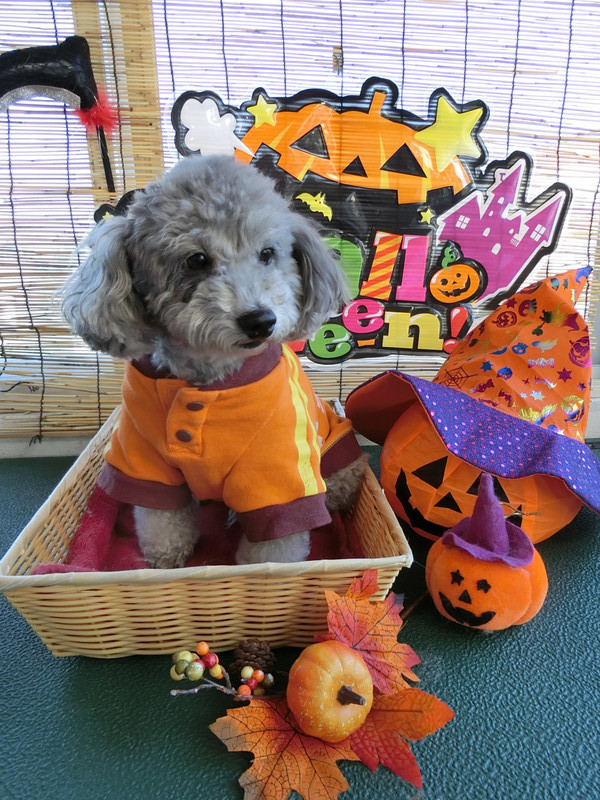 ピッコロちゃん 山形市 ペットサロン わんニャンシャンプー