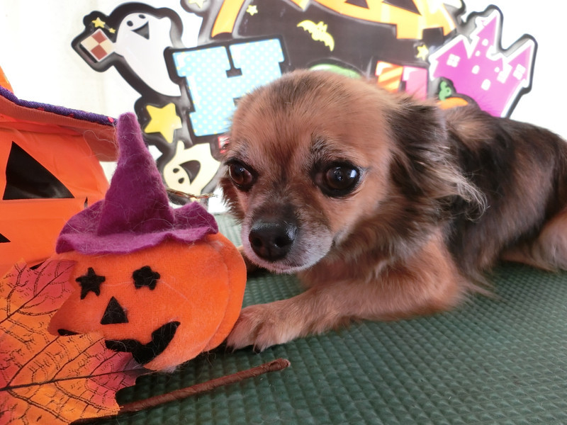 チョコちゃん&パボちゃん 山形市 ペットサロン わんニャンシャンプー