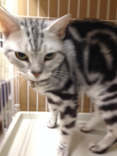 シーサーちゃん 山形市 ペットサロン わんニャンシャンプー