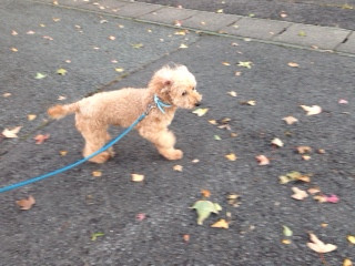 ショコラちゃん 山形市 ペットサロン わんニャンシャンプー