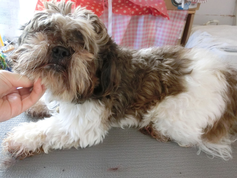 しずおちゃん 山形市 ペットサロン わんニャンシャンプー