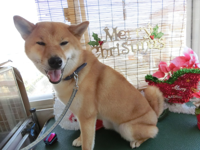 力ちゃん 山形市 ペットサロン わんニャンシャンプー