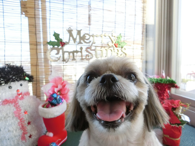 クーちゃん 山形市 ペットサロン わんニャンシャンプー