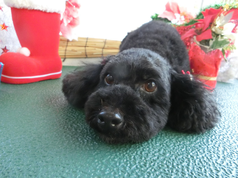 クールちゃん 山形市 ペットサロン わんニャンシャンプー